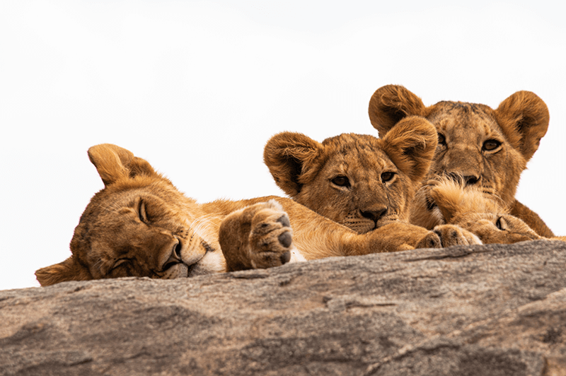 Leeuwenwelpjes in Tanzania