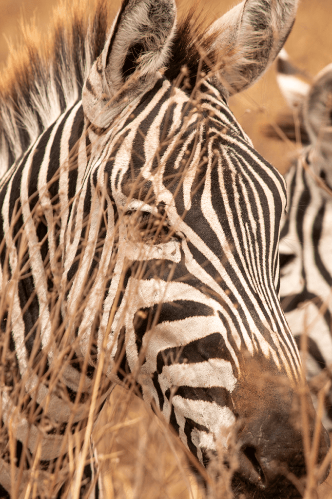 Zebra in Serengeti