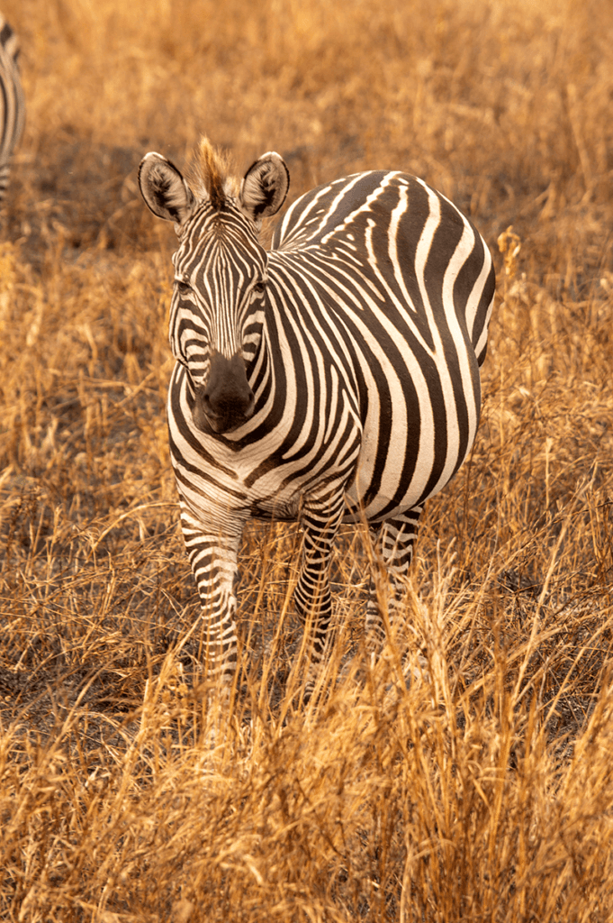 Voorbereiding Tanzania en Zanzibar: Zebra